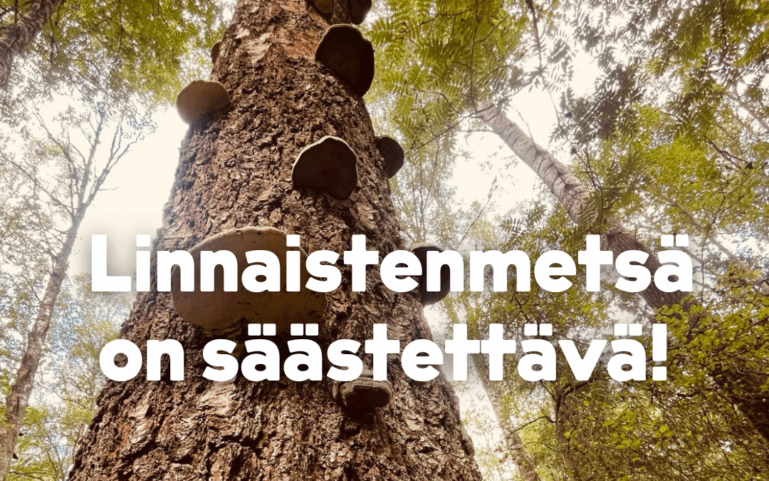 Vantaan Vihreät vaatii: Linnaistenmetsä suojeltava rakentamiselta